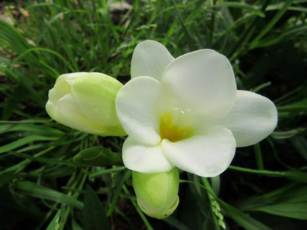 種一盆又香又美的花,花香縈繞,令人心情美麗愉悅 種一盆又香又美的花,花香縈繞,令人心情美麗愉悅