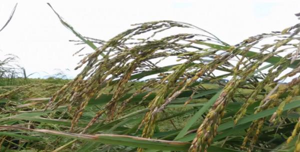 地裡糧食都不敢收了!緬甸這些地方的人太苦了 地裡糧食都不敢收了!緬甸這些地方的人太苦了