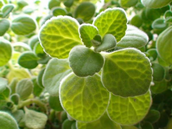 碰碰香“脾氣”大，一不小心就散發清香，家裡養一盆，很有好處