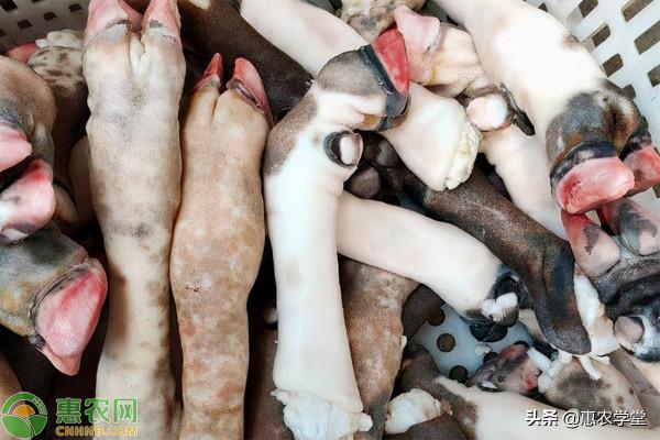 羊蹄批發價格多少錢一斤？一斤大約幾個？