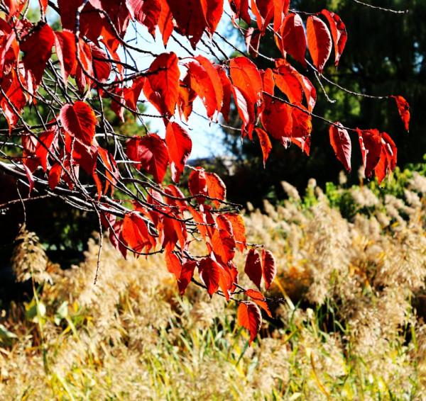 北京玉淵潭公園:深秋美景醉煞人 #秋日好時光##小生活,大財富# 北京玉淵潭公園:深秋美景醉煞人 #秋日好時光##小生活,大財富#