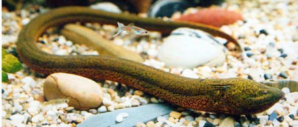 寒冷的冬天要吃魚，暖胃養生還好吃，這五種冬天吃的魚你吃過了嗎