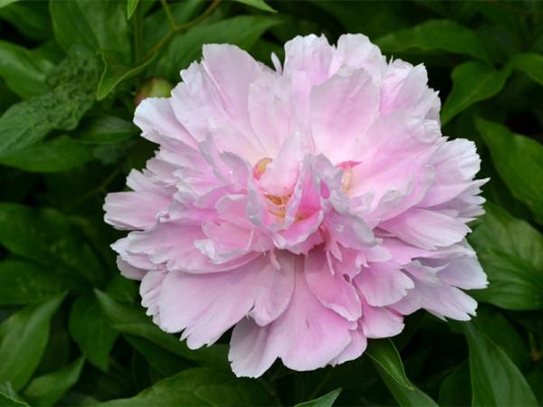 這些花朵很大的植物,美麗大氣,可以選一盆種植在家中 這些花朵很大的植物,美麗大氣,可以選一盆種植在家中