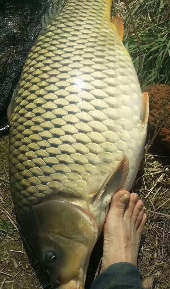 野釣如何告別：剛才跑了一條這麼大的！線組綁法很重要