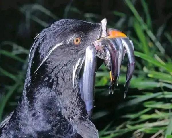 動物界中的龐然大物大賞，堪稱王者，難得一見，大開眼界