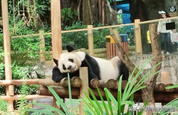 如果睡覺也能排名,我肯定是第一 如果睡覺也能排名,我肯定是第一