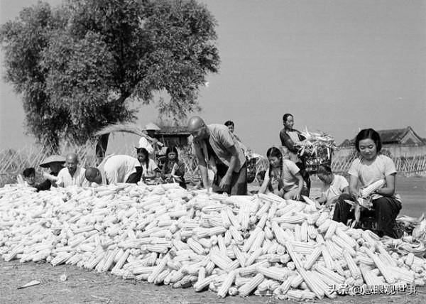 集體化時期人們大面積種植的作物:2、玉米 集體化時期人們大面積種植的作物:2、玉米