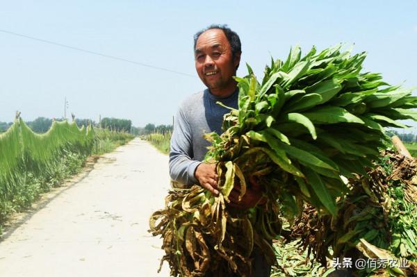 農村低調的“懶人菜”，種植成本低，加工後能吃一冬天