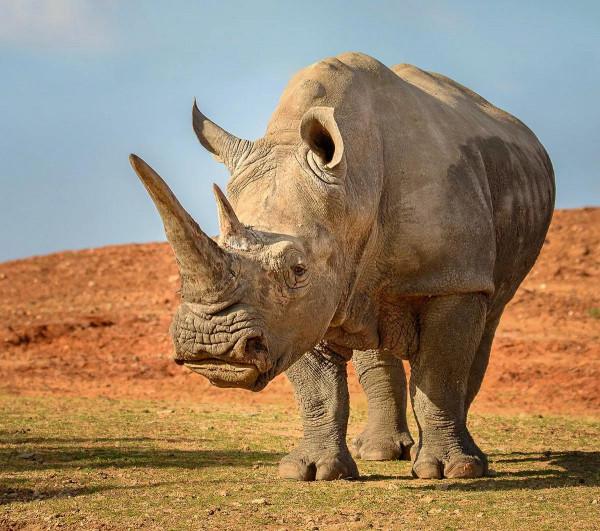 史前動物還會復活嗎？