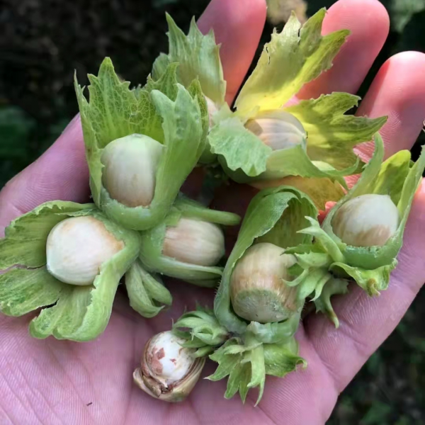 原產於我國的榛子，已有3000多年曆史，為什麼淪為了冷門堅果？