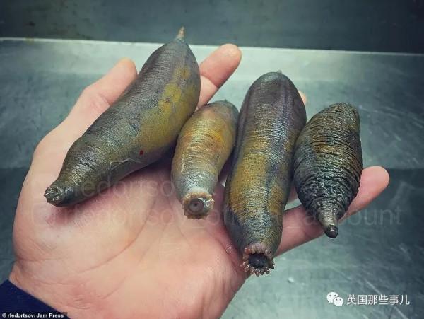 俄羅斯漁夫的深海怪魚又來了...這波依然是高能獵奇！突破天際