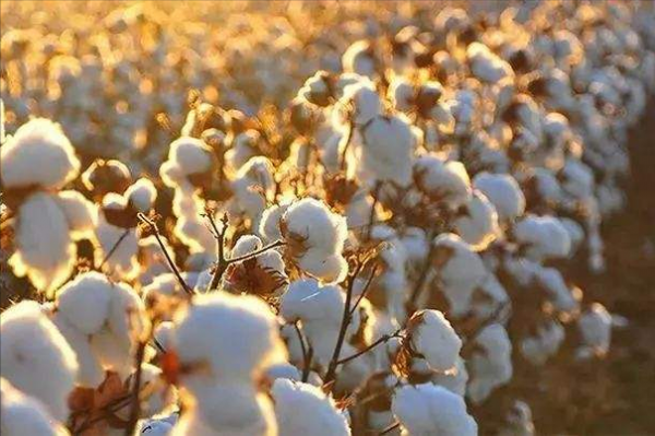 二戰前,中國的三樣東西,換取德國40萬武器,德國想要的是什麼 二戰前,中國的三樣東西,換取德國40萬武器,德國想要的是什麼