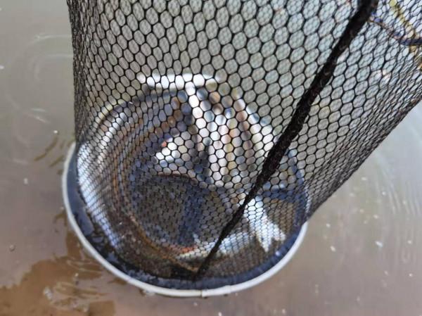 實戰調漂釣鯉魚，散炮誘釣打頻率