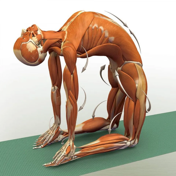 練瑜伽，這些解剖常識你要知道（附28個常見體式解剖圖）