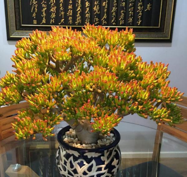 6種&OpenCurlyDoubleQuote;醜八怪&rdquo;盆栽，養在客廳特霸氣，還有旺家宅的好寓意