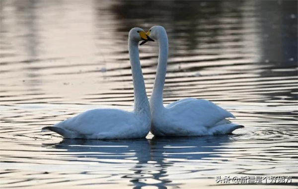 冬季到新疆看天鵝~