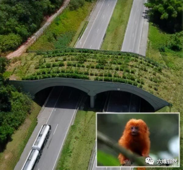 巴西為保護髮展一群金色的猴子,為其建造橋樑,幫助狨猴種群流動 巴西為保護髮展一群金色的猴子,為其建造橋樑,幫助狨猴種群流動