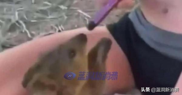 澳大利亞青少年強迫短尾矮袋鼠吸電子煙將面臨五年監禁 澳大利亞青少年強迫短尾矮袋鼠吸電子煙將面臨五年監禁