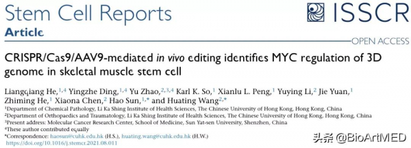 王華婷、孫昊研究組聯合構建骨骼肌幹細胞體內編輯系統 王華婷、孫昊研究組聯合構建骨骼肌幹細胞體內編輯系統
