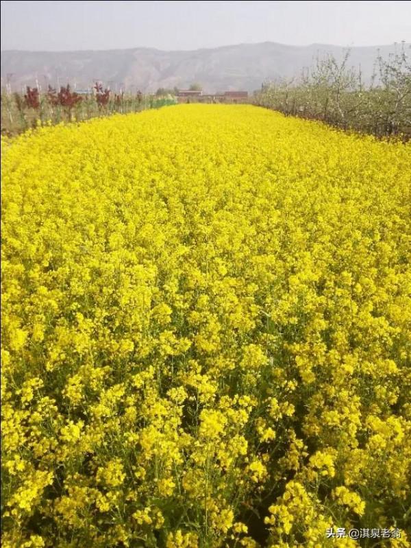 油菜高產計劃施肥技術,你掌握嗎?我來告訴你 油菜高產計劃施肥技術,你掌握嗎?我來告訴你