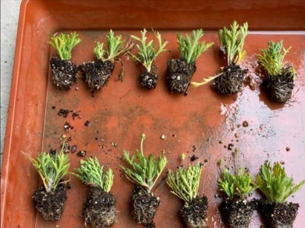 5種漂亮花，自我繁殖力真強，一棵花搖一搖，爆滿小崽花滿地