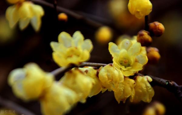 冬梅的養護技巧