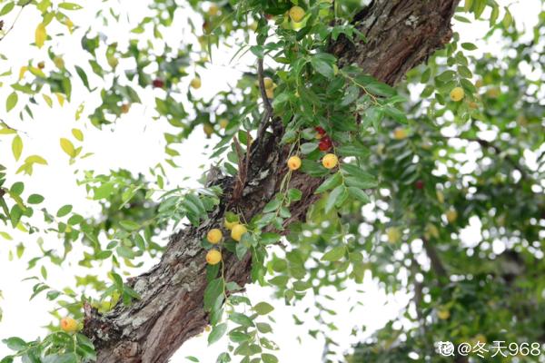 “我家門前兩棵樹”，3步養棗樹，紅紅綠綠掛枝頭