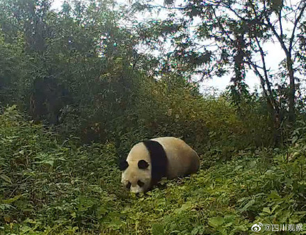 組團賣萌！紅外相機下野生國寶的賣萌日常