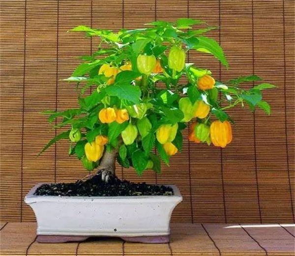 盆景趣聞：將辣椒養成老樁盆景是啥體驗？就算拿100斤辣椒都不換