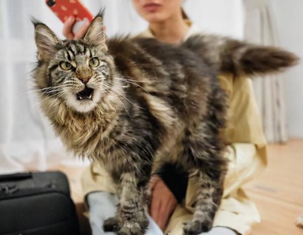 這幾種貓很“可怕”，一般不建議飼養，你家貓在其中嗎