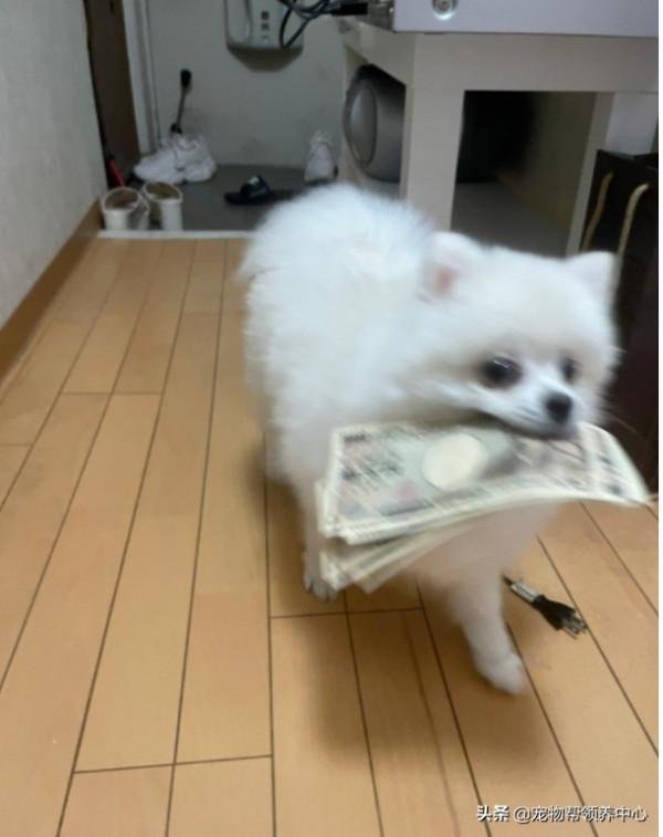 博美“搶劫”現金被發現,竟低頭加速就跑:買罐頭去咯 博美“搶劫”現金被發現,竟低頭加速就跑:買罐頭去咯