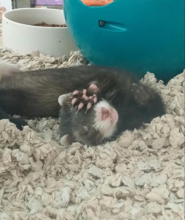 22 張可愛的動物照片,一看就很喜歡的那種 22 張可愛的動物照片,一看就很喜歡的那種