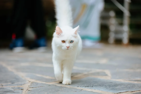 聽說我是一隻狗？