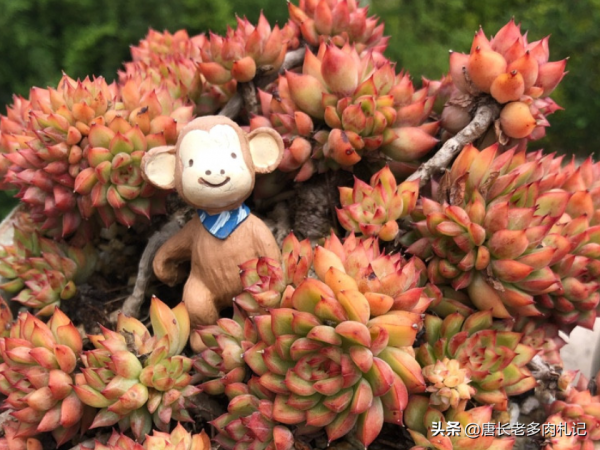 喜歡多肉爆盆的肉友有福了，去入手這8個品種，個個都是爆頭狂魔