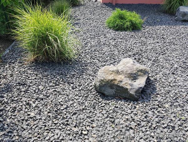 25種觀賞草,觀葉、賞花、好養、皮實,是花園最不可缺少的美景 25種觀賞草,觀葉、賞花、好養、皮實,是花園最不可缺少的美景