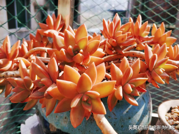 養得越久,多肉的狀態的確會更好,但影響它們上色的因素還有5點 養得越久,多肉的狀態的確會更好,但影響它們上色的因素還有5點