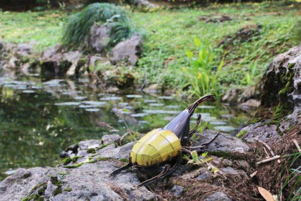 穿過密林，渡過小溪，美洲雨林兄弟的叢林好奇之旅