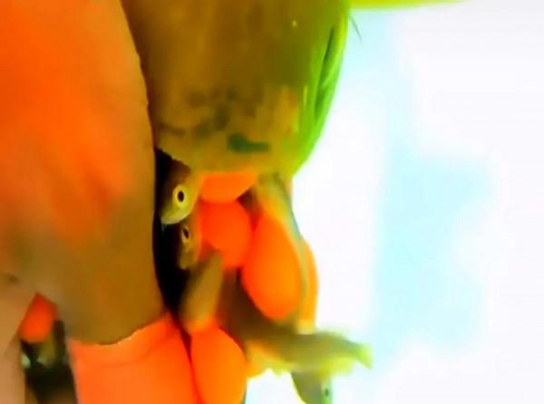 虎毒不食子，為什麼龍魚爸爸要吃掉龍魚寶寶？