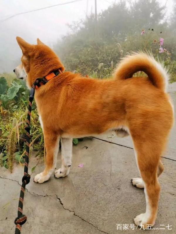 我家的大黃狗 我家的大黃狗