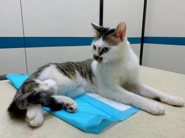 養貓一個月開銷多少？需要做哪些準備？資深鏟屎官為您解答