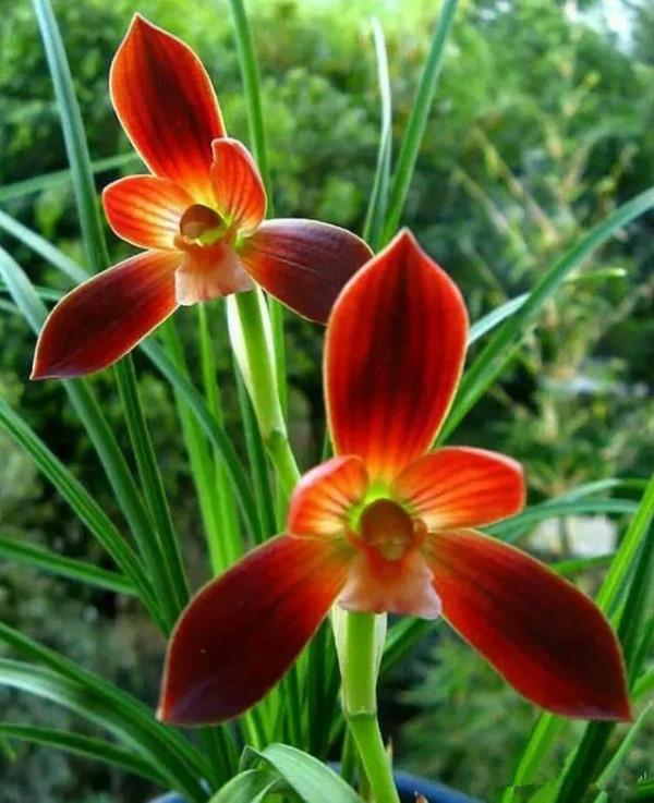 分享圖片：大紅精品蘭花66款