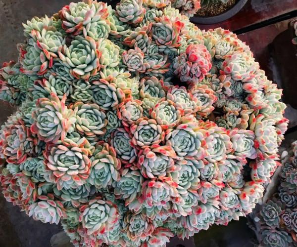 100種常見多肉圖鑑，比花還美，你認識幾種？