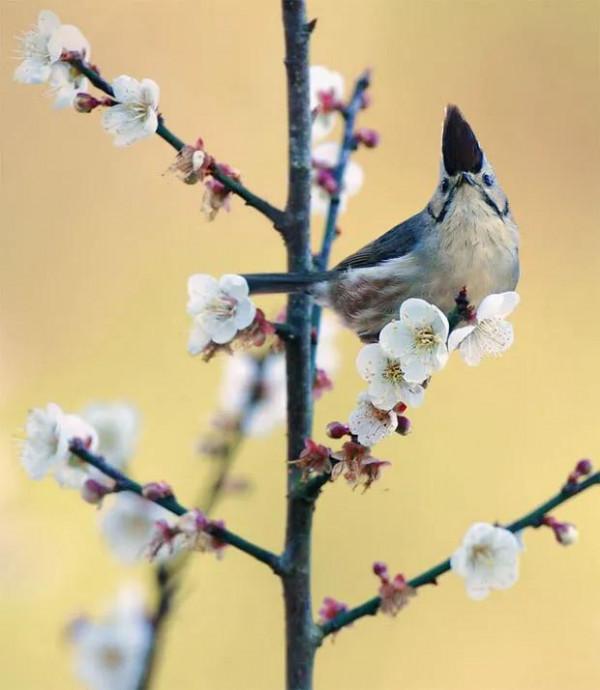 分享圖片——最美的鳥語花香集錦