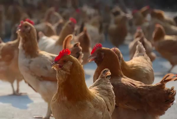 廣東大叔巧用椰子養雞,雞“瘦身苗條”面板白,年銷1000多萬元 廣東大叔巧用椰子養雞,雞“瘦身苗條”面板白,年銷1000多萬元