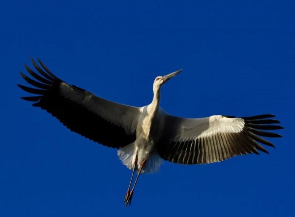 多圖 | 它們在濱城上空飛舞的樣子，美極了！