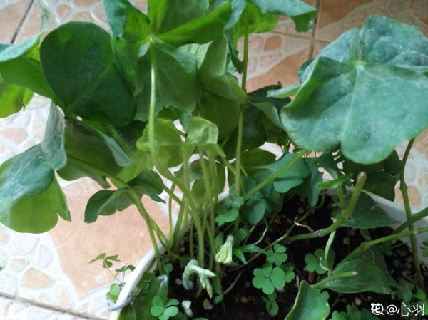 關於養花的4個冷知識，熱愛養花的你應該要知道，學到就是賺