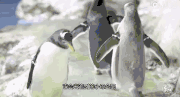 原來企鵝也會因為醜而單身，單身五年的企鵝終於脫單了