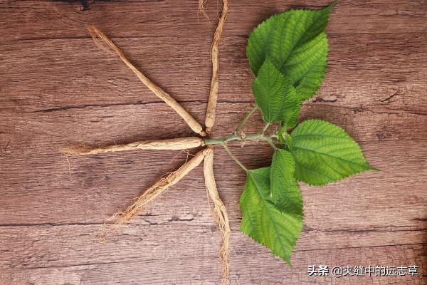 亞健康也是種病?一劑歸脾湯,健脾又養心,補氣還補血 亞健康也是種病?一劑歸脾湯,健脾又養心,補氣還補血