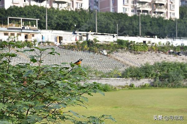 這個荒草叢生的重慶力帆足球場，會是更多俱樂部的結局嗎？