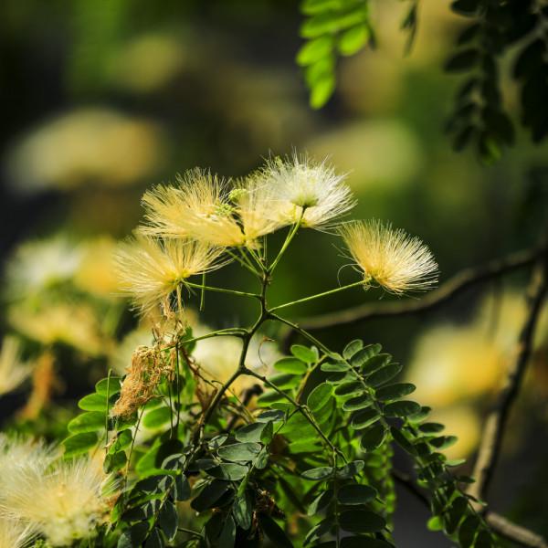 合歡花綻妍 合歡花綻妍